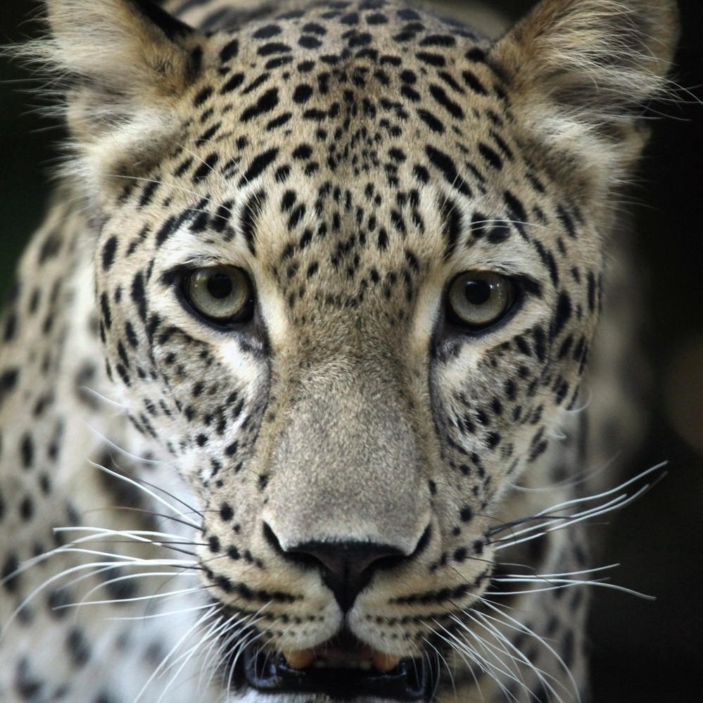Persian leopard (Panthera pardus saxicolor).