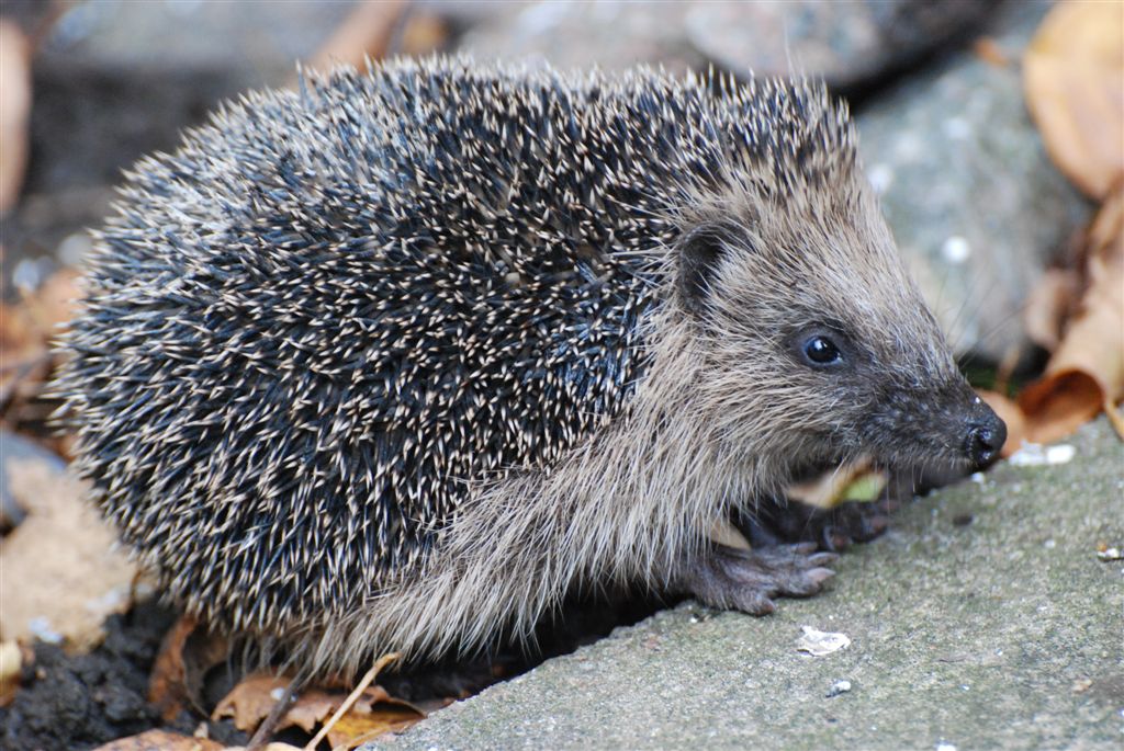 Hedgehog by John Cranfield Naturespot
