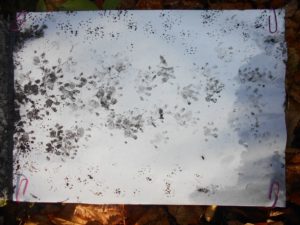 Hedgheog footprint tracks by Dr Moya Burns