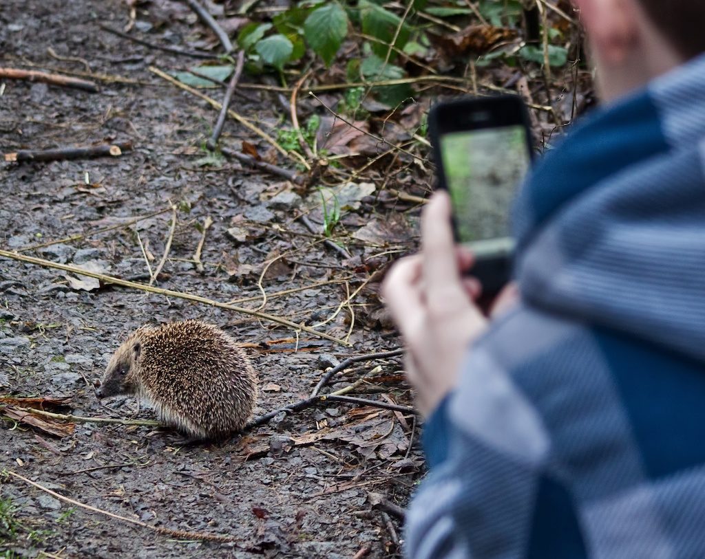 Photo of someone photographing a hedgehog on their phone by Brian Smith Hedgehog Street