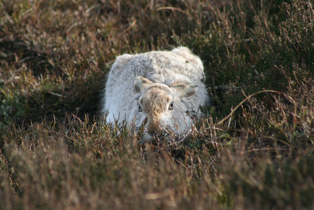 Mountain hare by Carl Bedson