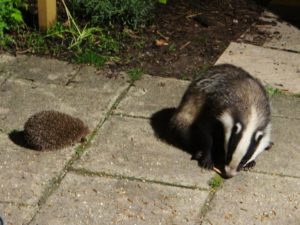 Hedgehogs and badgers have a complex relationship
