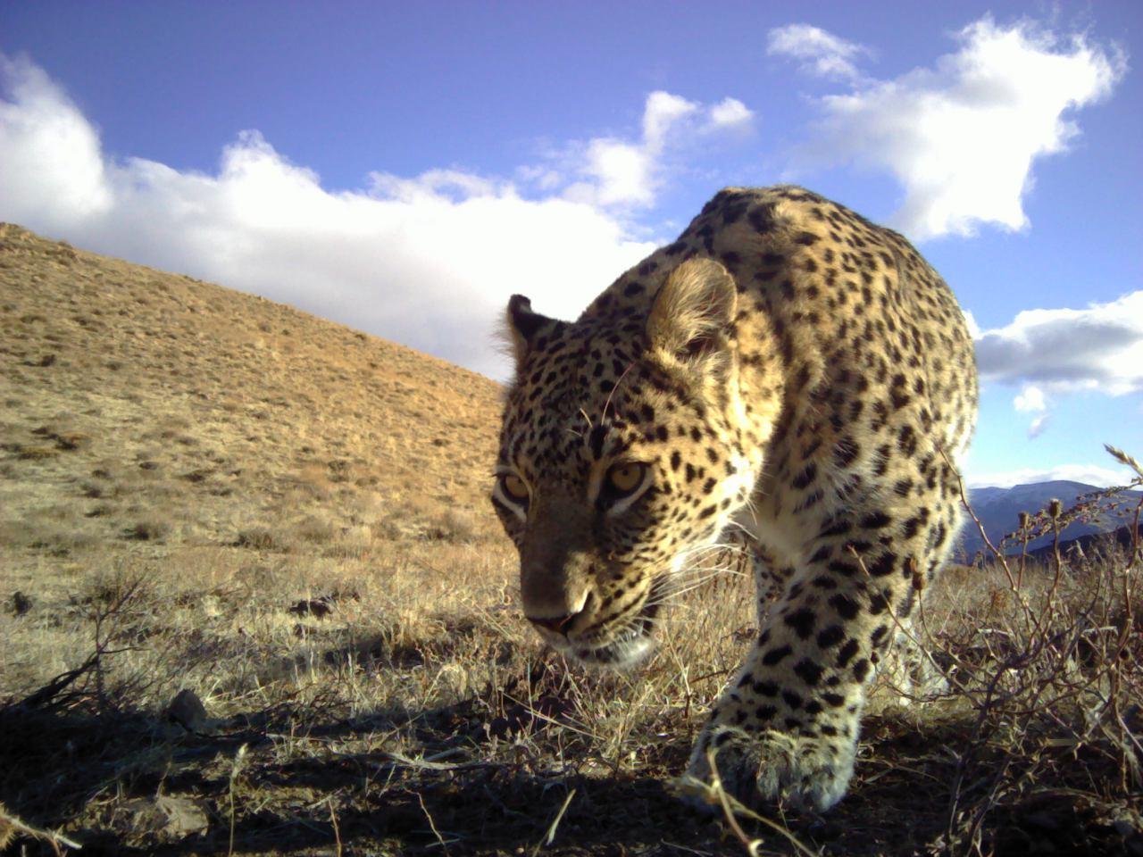Persian leopard in Iran