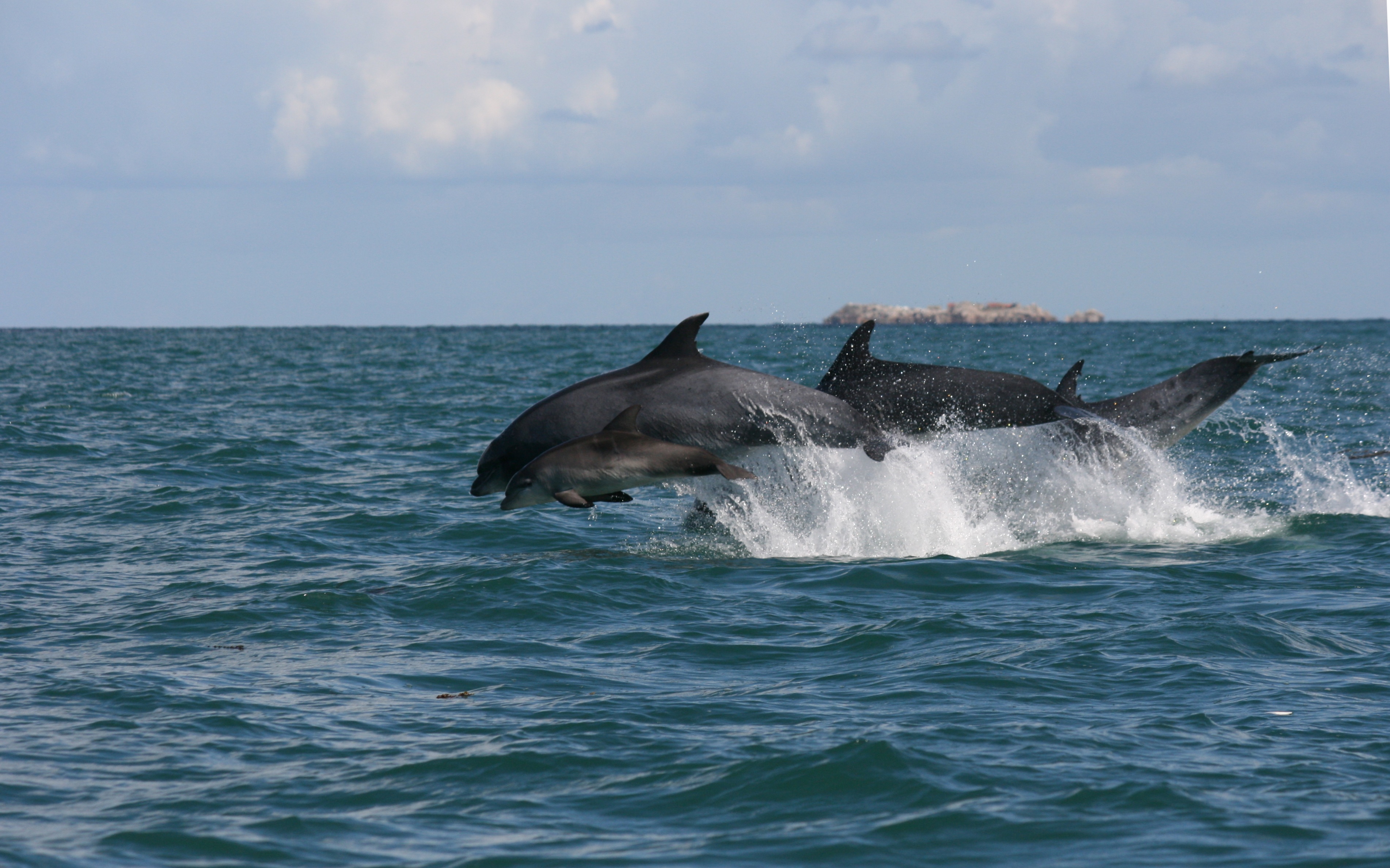 BottlenoseDolphins_EnglishChannel4_MarieLouisGECC