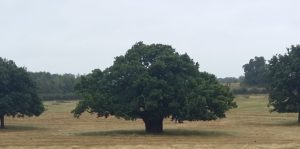 Characteristic open-grown oak tree in Richmond Park