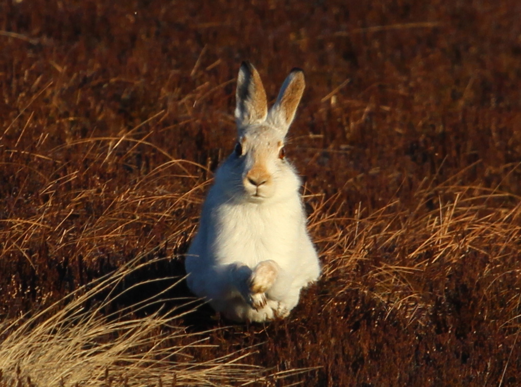 mountain hare by Graham Pettigrew