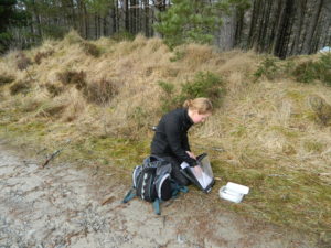 studying pine marten scats by Jenny McPherson