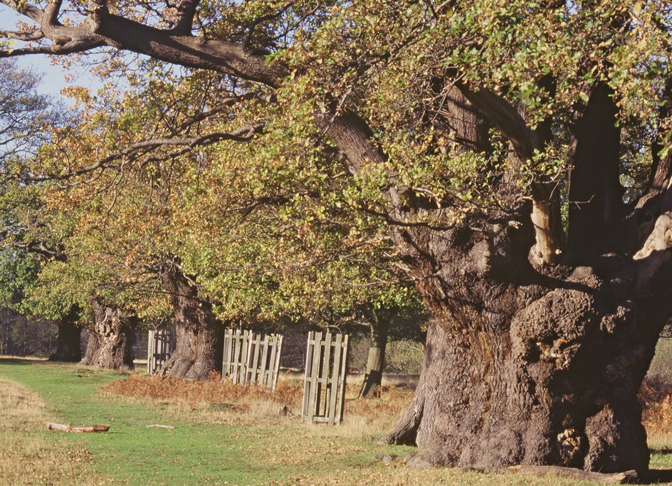 Ancient oak pollards and new plantings. Richmond Park SSSI. Copyright Natural England. Peter Wakely