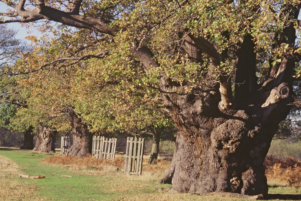 Ancient oak pollards and new plantings. Richmond Park SSSI. Copyright Natural England. Peter Wakely Ancient oak pollards and new plantings. Richmond Park SSSI. Copyright Natural England. Peter Wakely