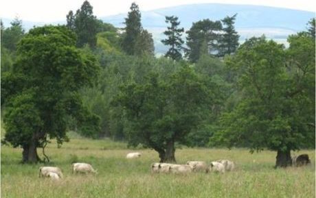 Grazed Wood Pasture Credt Natural England