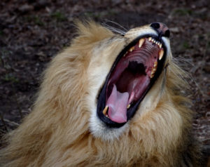 Lion jaws open