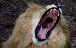 Lion jaws open