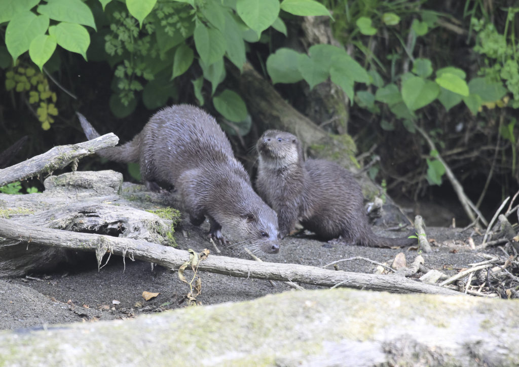 Measuring otter populations People's Trust for Endangered Species