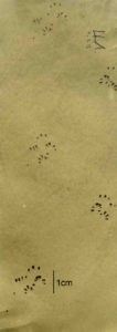 hazel dormouse footprints Simone Bullion