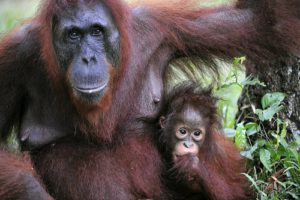 Orangutan mother and baby by iStock.com