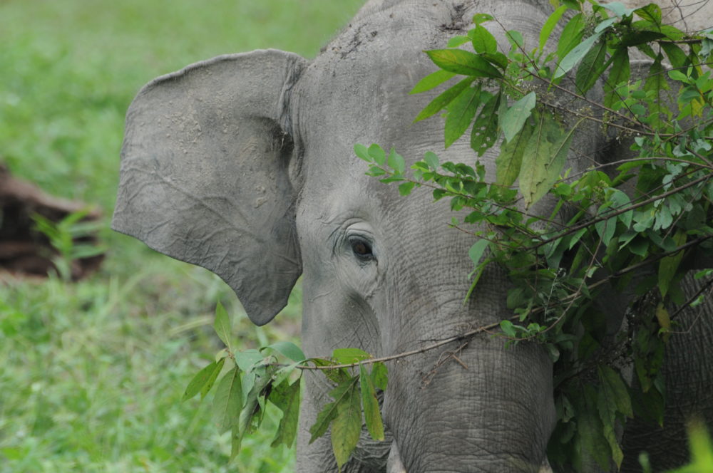Asian elephants in a human dominated landscape