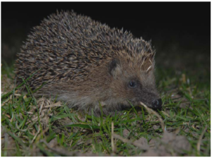 Hedgehog by Dr Richard W. Yarnell. Hedgehogs and badgers