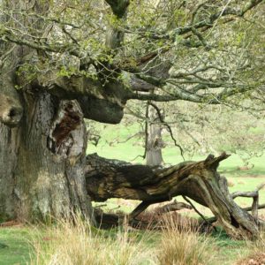 Veteran Oak in wood pasture. Moccas Park