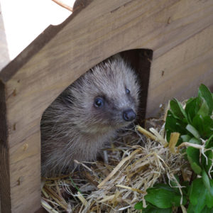 hedgehog in house by Ann Stratford Hedgehog Street