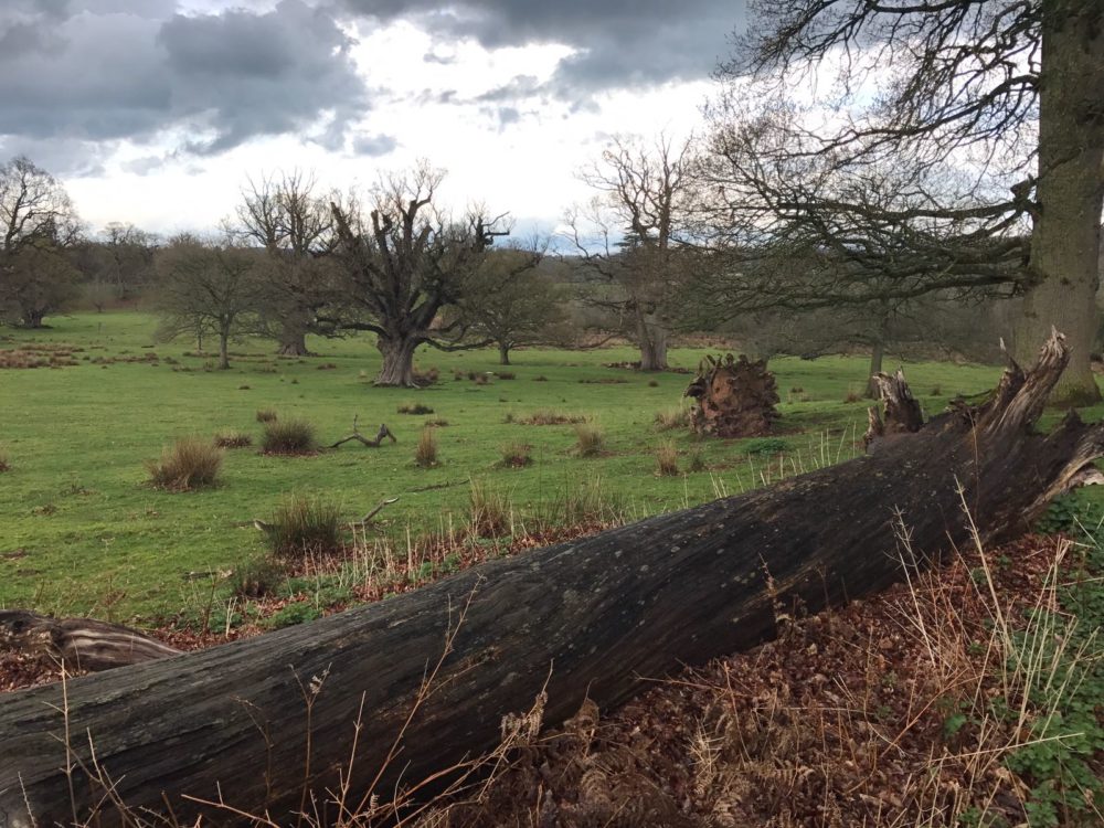 Fallen tree wood pasture moody sky - Moccas Park Tom Collingwood