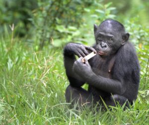 Bonobo juvenile