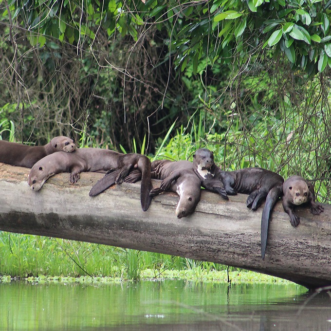 Giant otter group Giant otter group