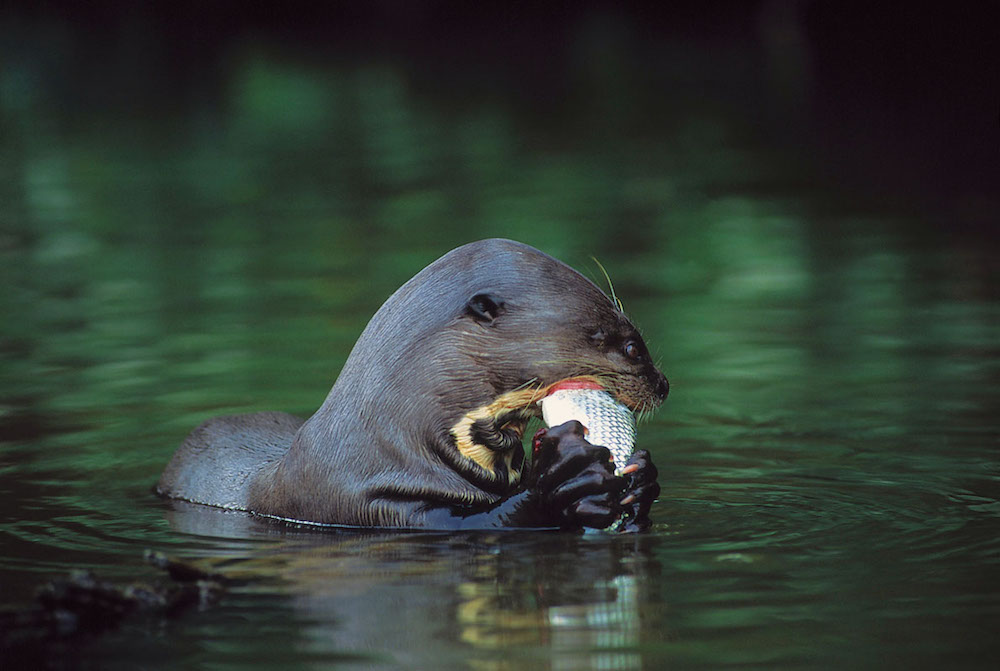 Giant otter eating a fish