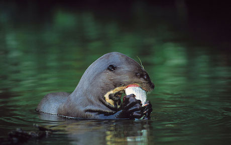 Giant otter eating a fish