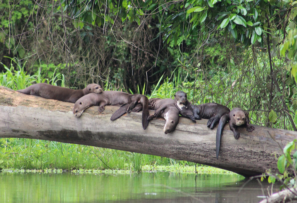 Group of otters