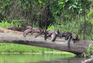 Group of otters