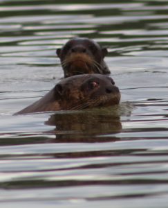 pair of giant otters