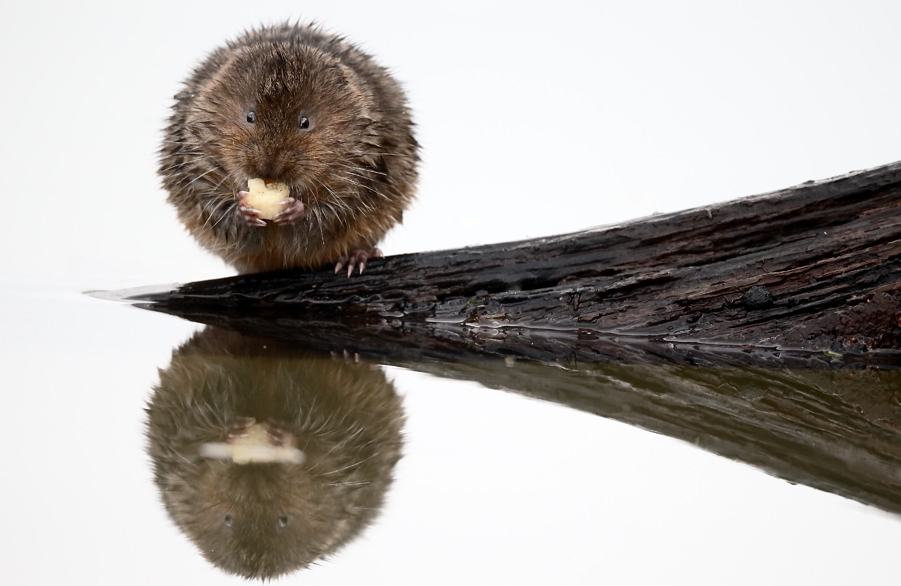 Water vole by Mike Lane