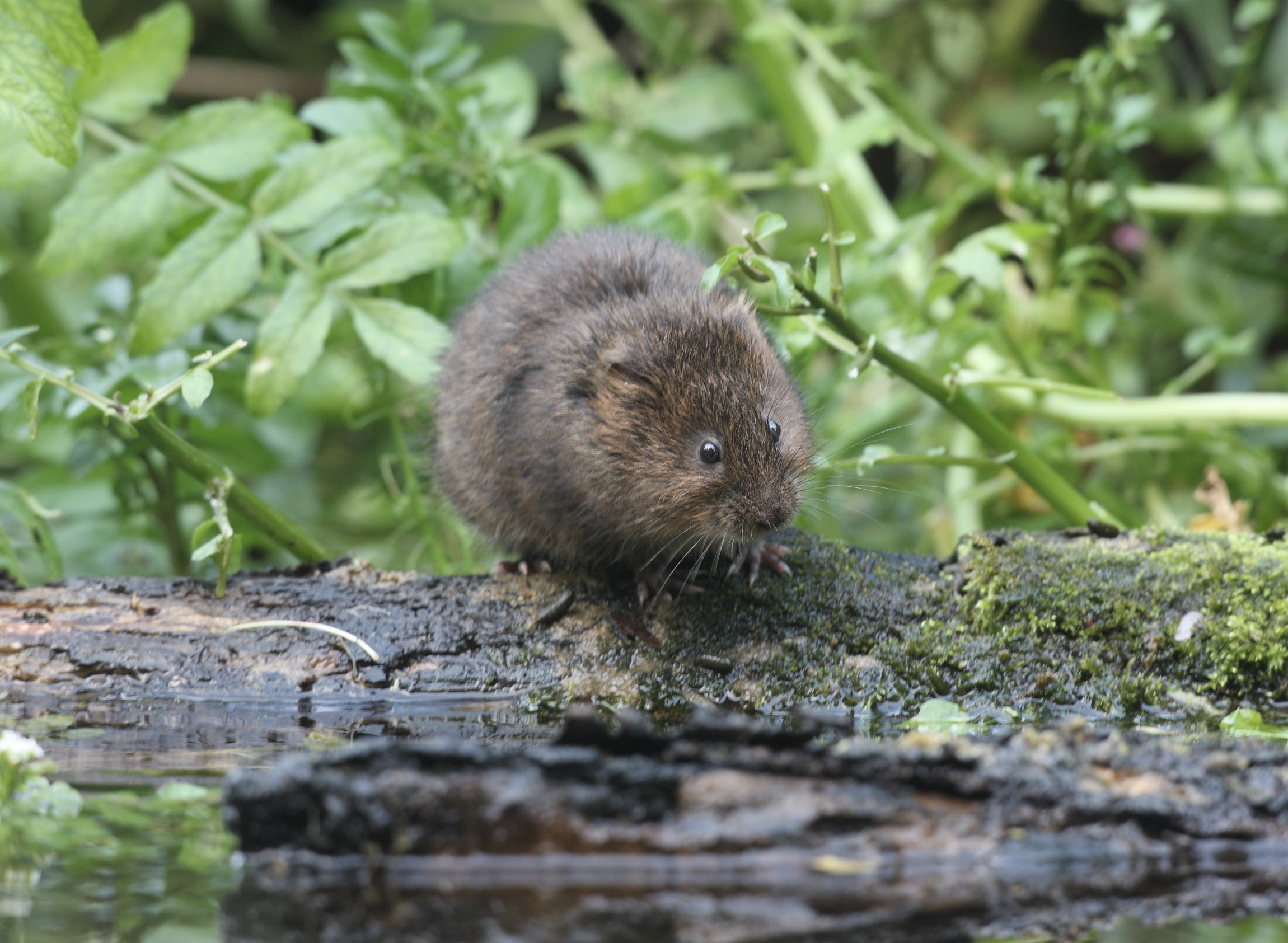 Water vole by Mike Lane
