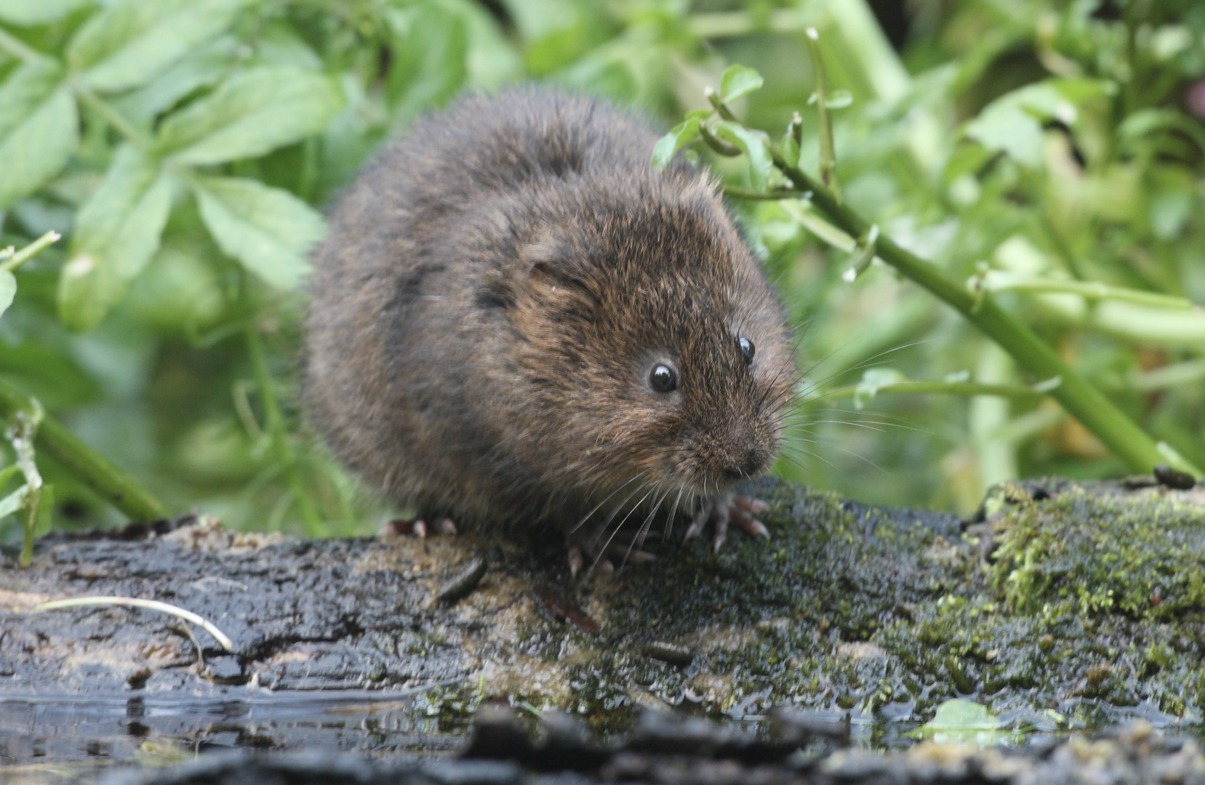 Water Voles People s Trust For Endangered Species