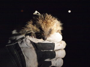 Tracking hedgehogs Richard-Yarnell-Lee-Glasby
