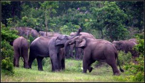 Small herd of elephants