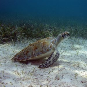 Young green turtle over seagrass bed