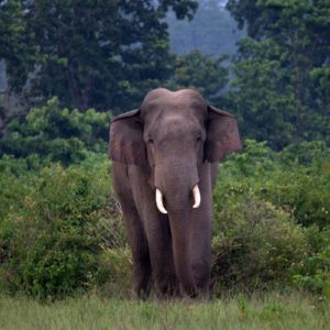 Sumatran elephant