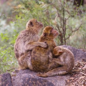 Barbary macaque group