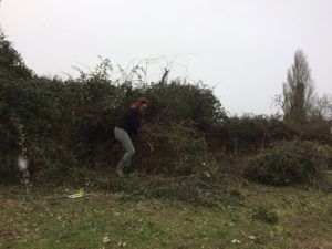 clearing brambles