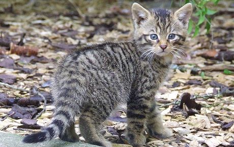 Wildcat kitten (credit: Dave Barclay)
