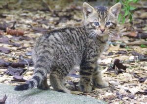 Wildcat kitten (credit: David Barclay)