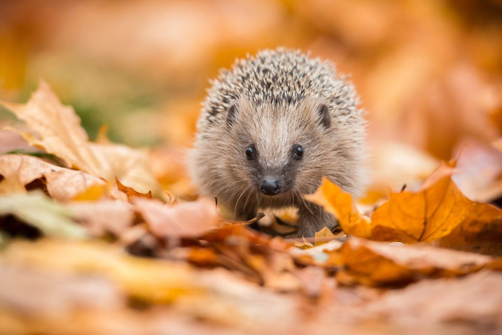 European hedgehog (Erinaceus europaeus) - People's Trust for Endangered ...