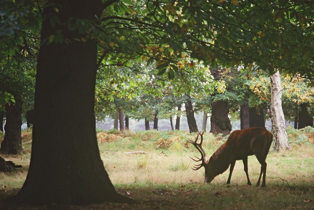 Red deer stag. Richmond Park SSSI. Copyright Natural England. Paul Glendell
