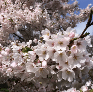 Close up blossom (Photo credit: E Thomas)