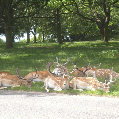 mammals on roads 2018 photo credit: Emily Jones mammals on roads 2018 photo credit: Emily Jones