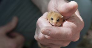 Conservtion of Hazel Dormice Photo credit - Claire Pengelly