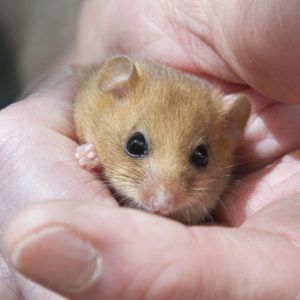 Dormouse reintroduction update photo credit: Clare Pengelly