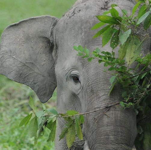 Elephant photo credit: A Korstjens