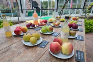 Apples-to-taste-Helmsley-Walled-Garden.jpg